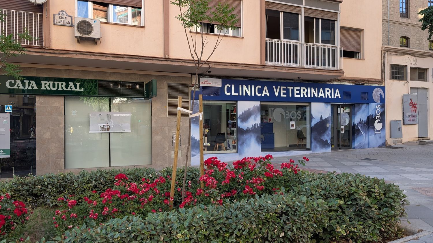 Local en Plaza de Gran Capitán, 5, Gran Capitán - Foto 3