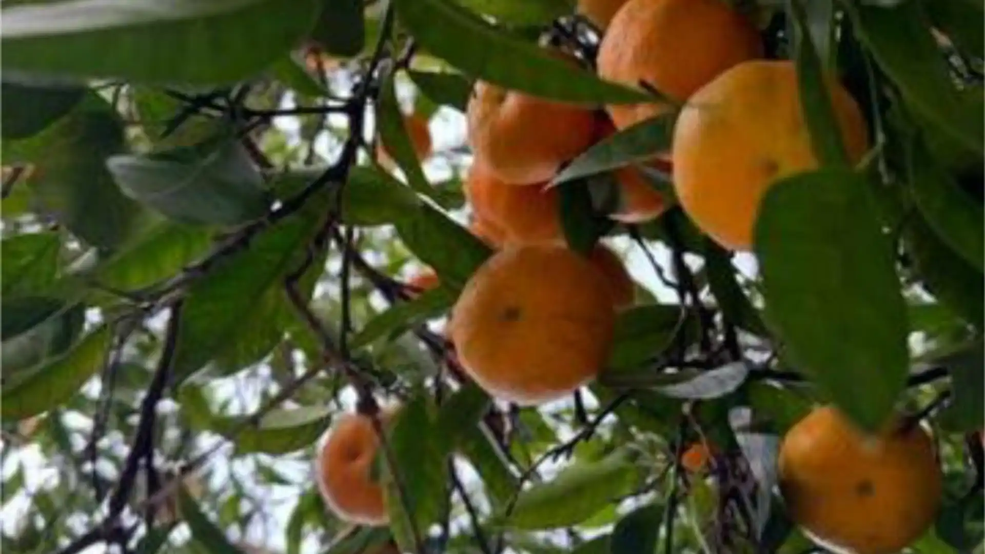 Casa adosada en Zona Norte - Foto 1
