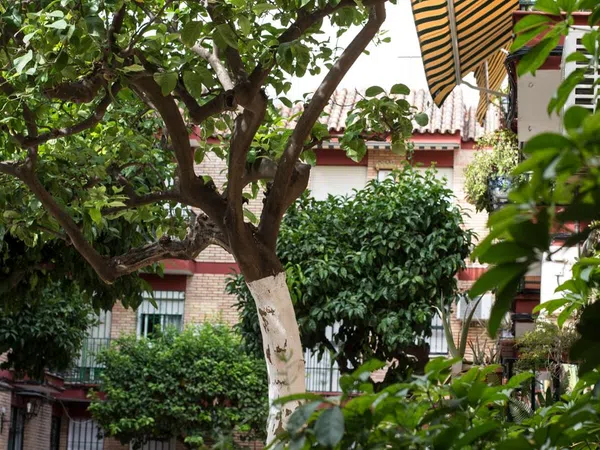 Piso en Calle San Jacinto, 25, Calle Betis - Pagés del Corro - Foto 10