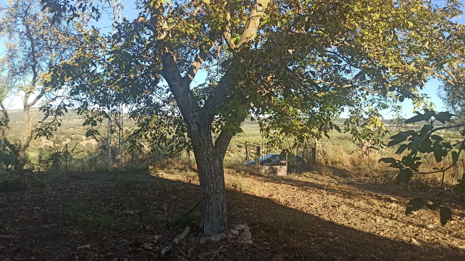 Finca rústica en Camino de Setenil a Alcalá del Valle s/n - Foto 11