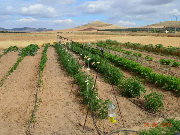 Masía en Masía en Camino de Viso del Marqués s/n - Foto 3