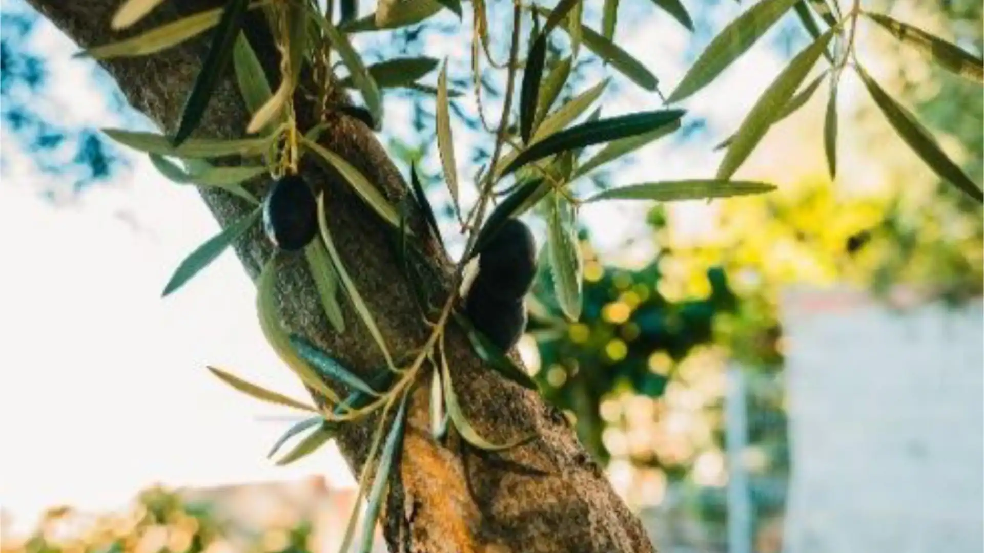 Casa adosada en  Calle Gran Vía 51 - Foto 36