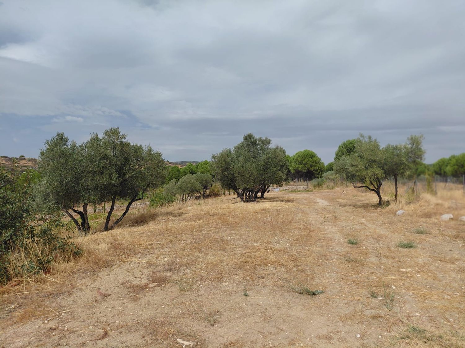 Finca rústica en Viñalajara, 8 poligonoparcela - Foto 4