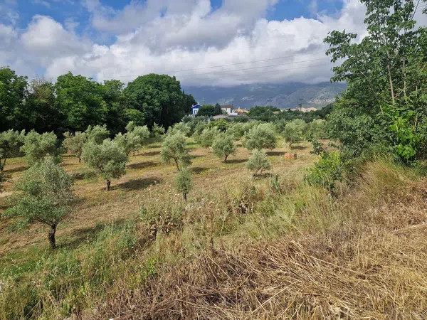Finca rústica en Calle l'Alqueria d'Asnar, 3 - Foto 4