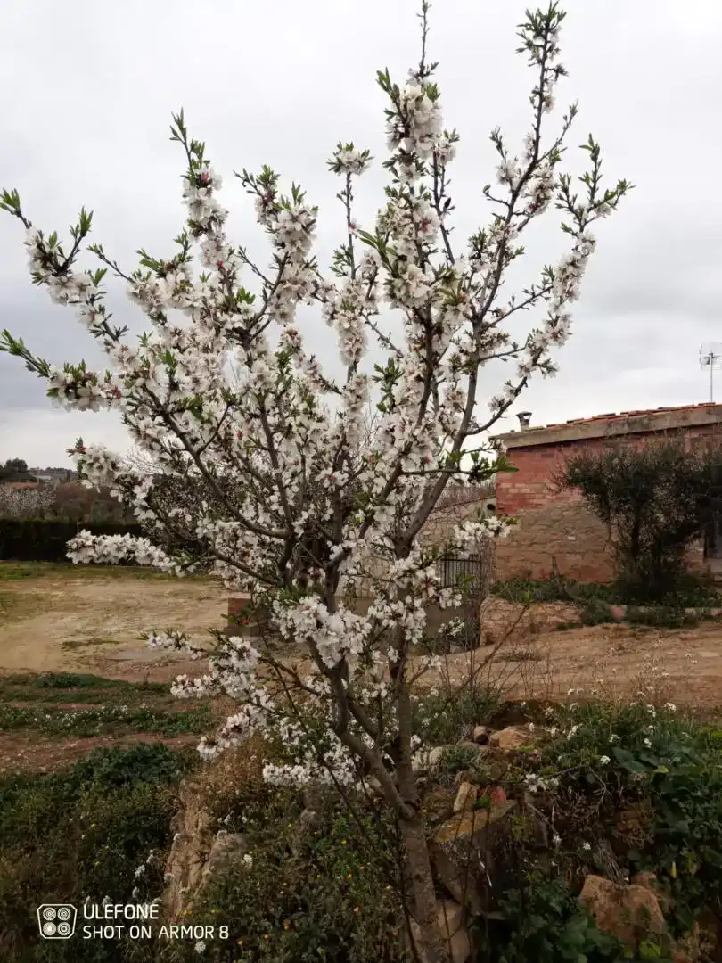 Finca rústica en  Carrer de Sant Pere 1 - Foto 14