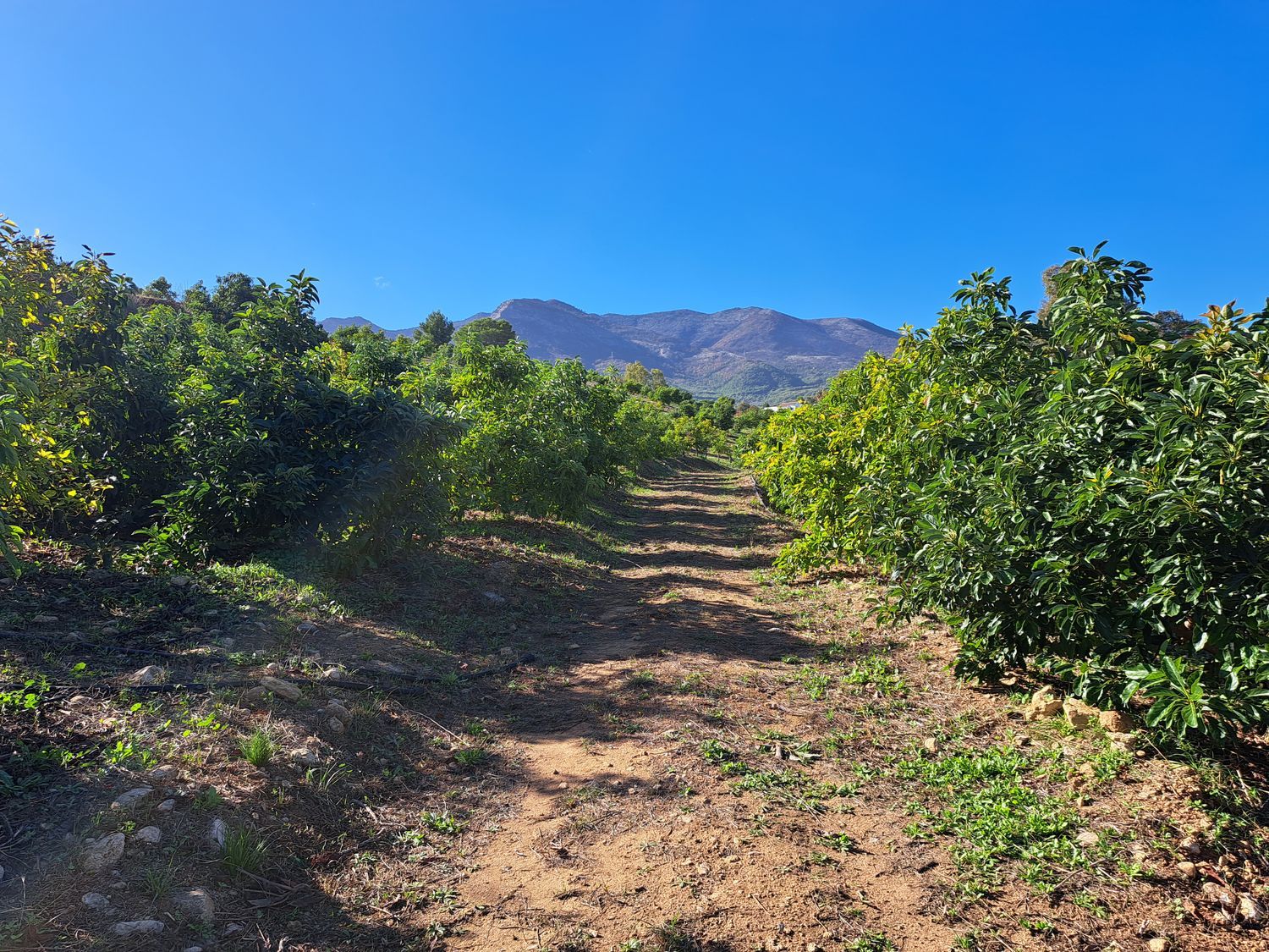 Finca rústica en Camino Arroyo Blas Gonzalez, 2, Buenavista-Lauro Golf, Buenavista-Lauro Golf - Foto 5