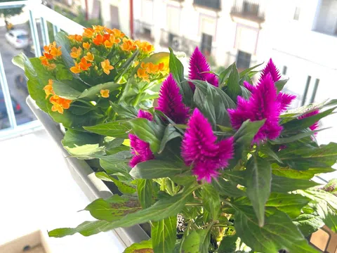 Piso en calle Castilla, 82