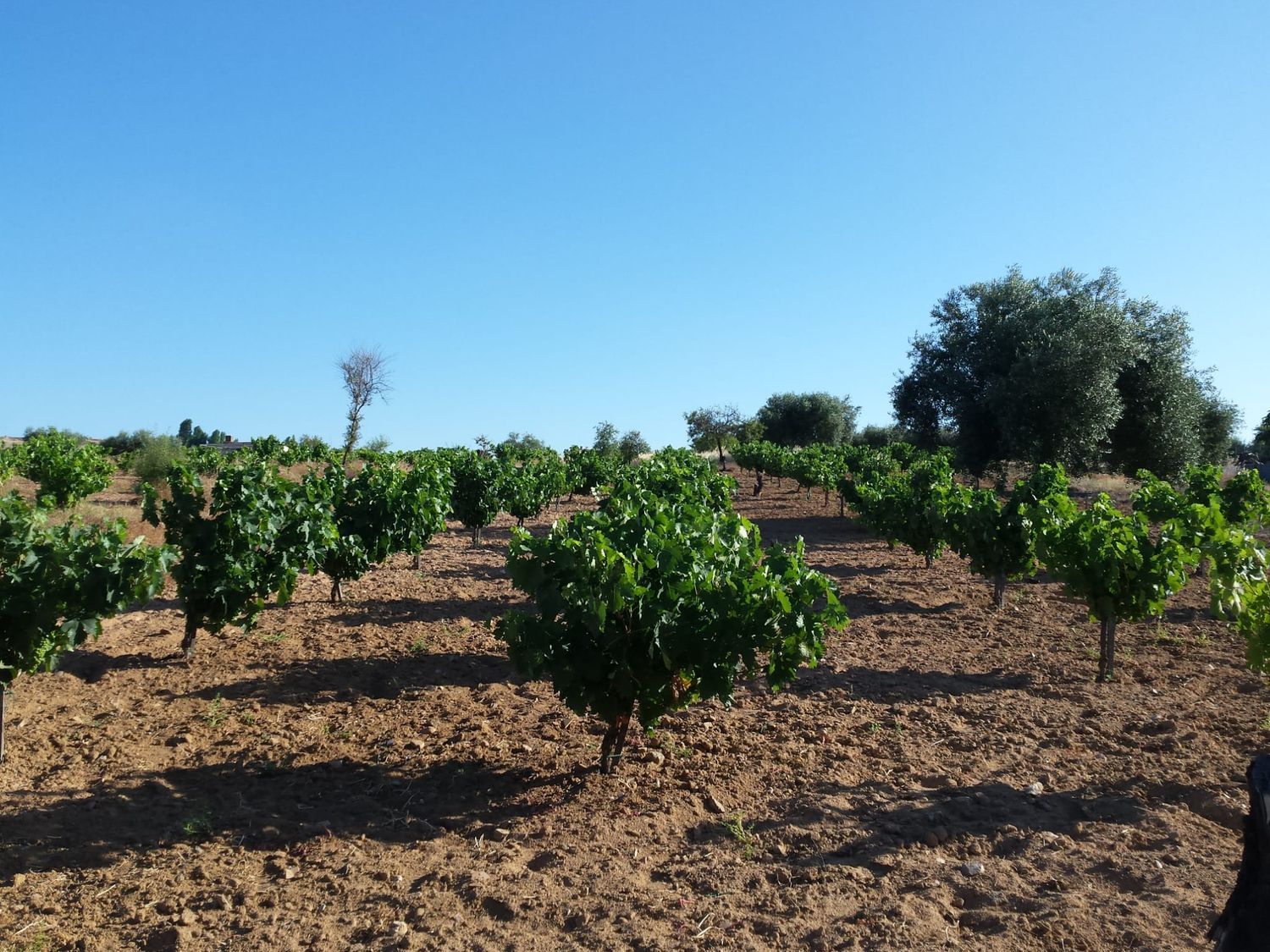 Finca rústica en Carretera Estación s/n - Foto 10