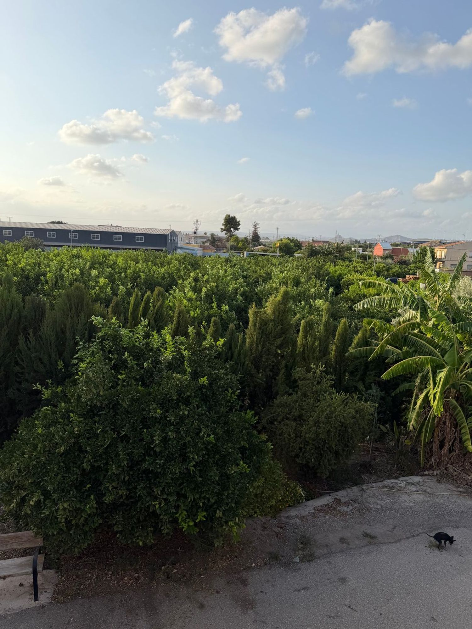 Finca rústica en Camino de los Plazas, 16, San José de la Vega - Foto 22