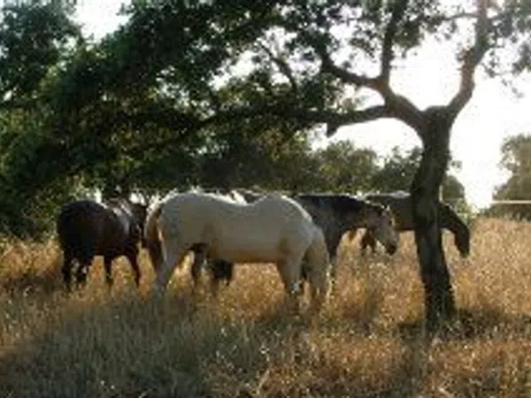 Cortijo en Cortijo en Carretera Pozoblanco-Vilharta s/n - Foto 8