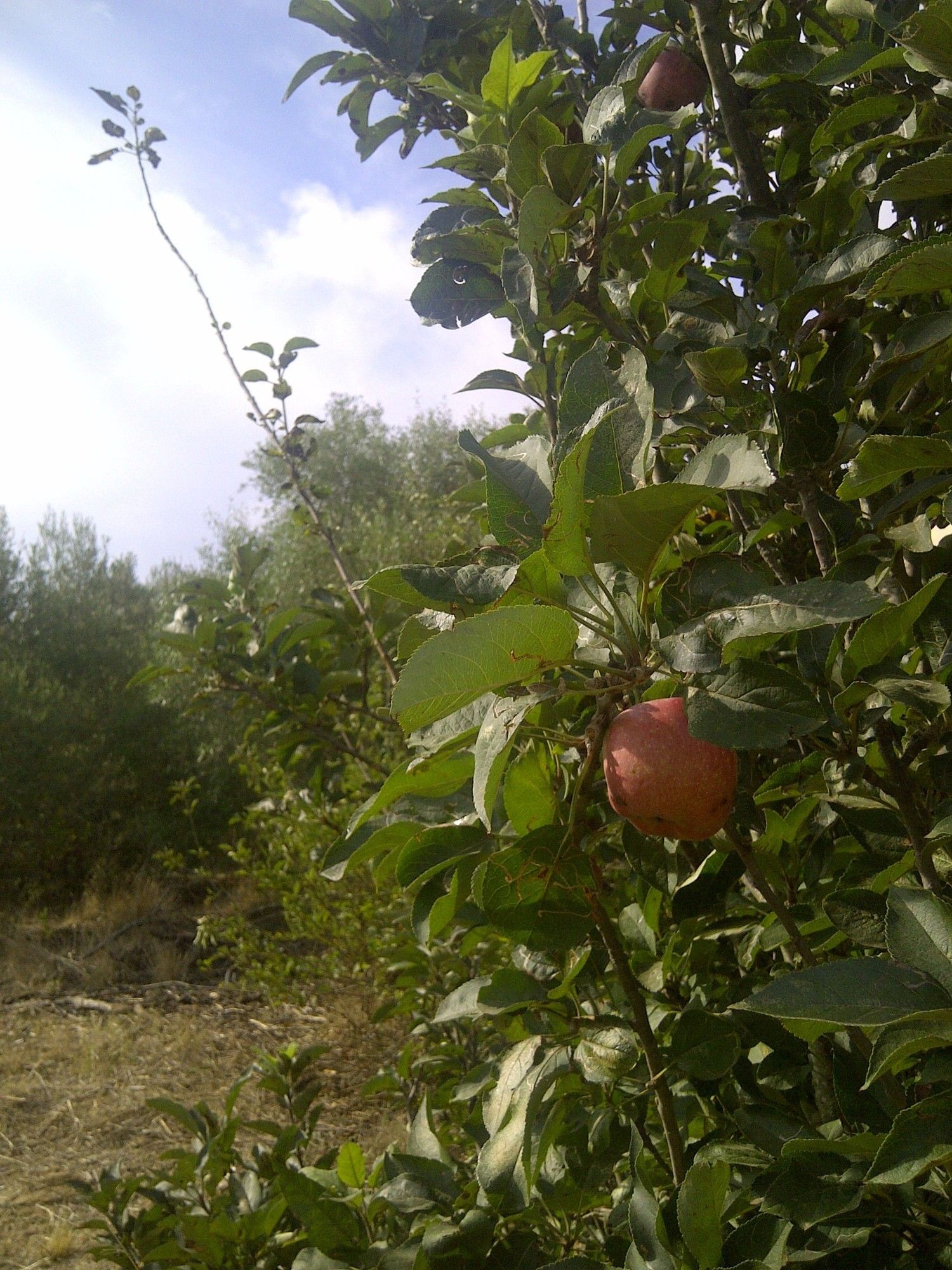 Casa independiente en camino de Melilla s/n - Foto 14