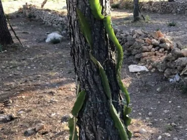 Finca rústica en  Passeig de I'Almadrava 13 - Foto 9