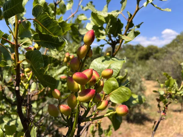 Finca rústica en Lanchuelas, 1 - Foto 22