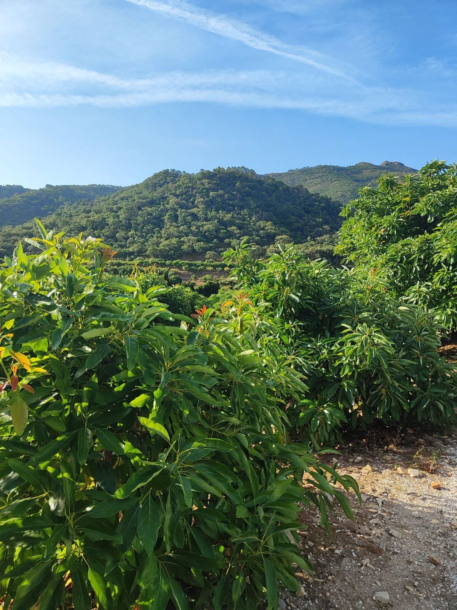 Finca rústica en Lugar Albuqueria, 1 - Foto 4