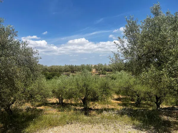 Finca rústica en Calle Sanç d'Aragó, 58 - Foto 5