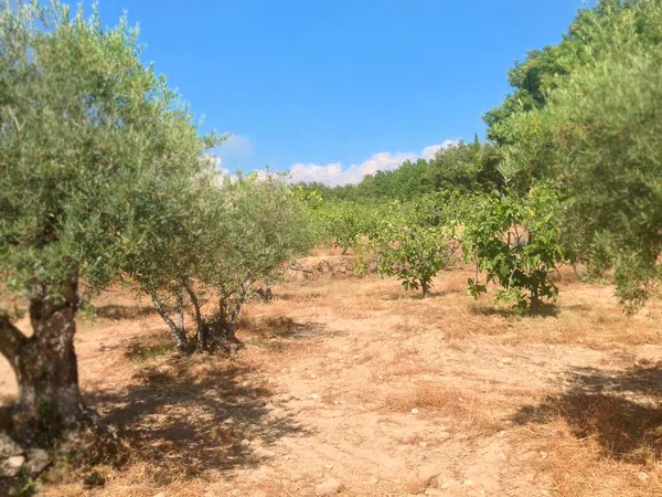 Finca rústica en Ex-203 s/n - Foto 4
