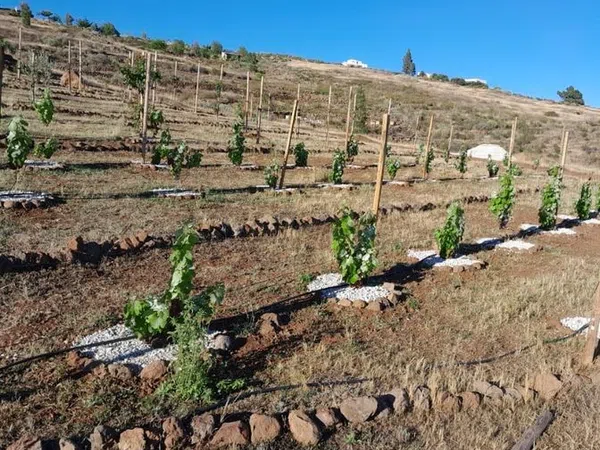 Finca rústica en Polígono Parcela 597 El Hoyo., 597, Chayofa, Chayofa - Foto 8