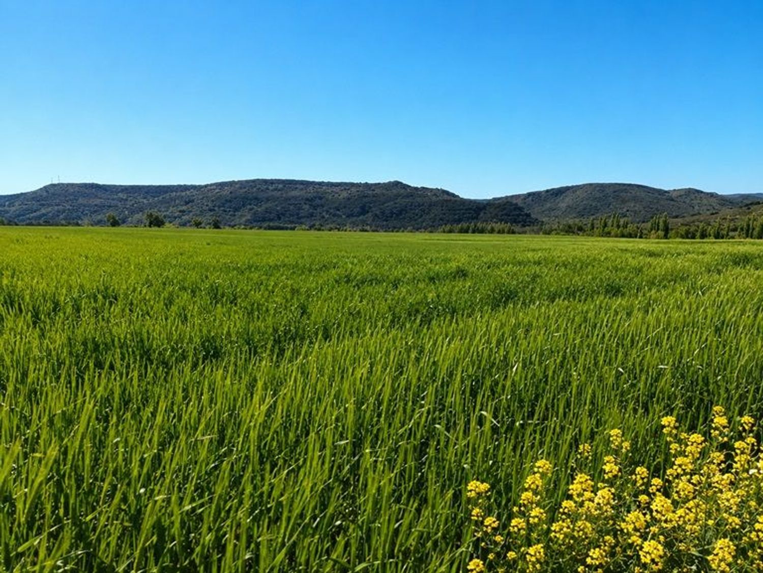 Cortijo en Carretera Ciudad Real-Murcia s/n - Foto 8