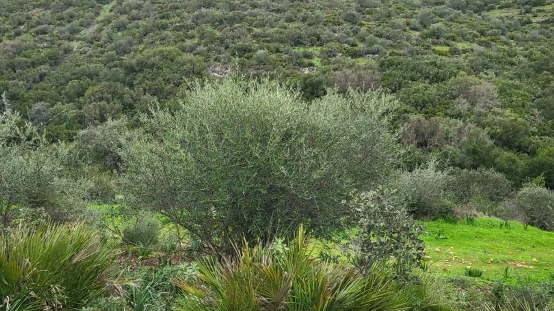 Finca rústica en  Calle Héctor Villa-Lobos 5 - Foto 1