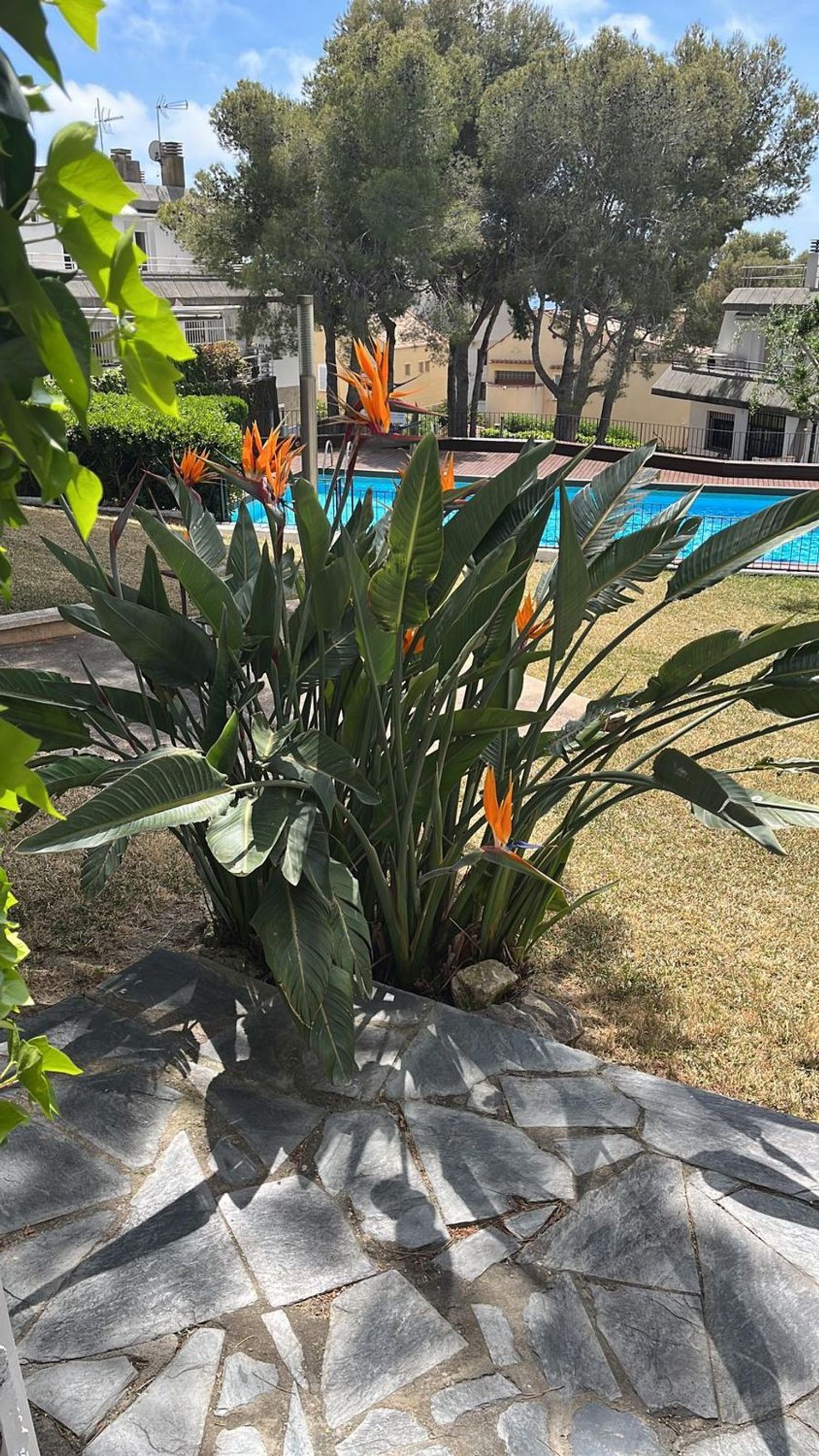 Chalet pareado en Paseo pujades, 7, Vallpineda-Santa Bárbara - Foto 9