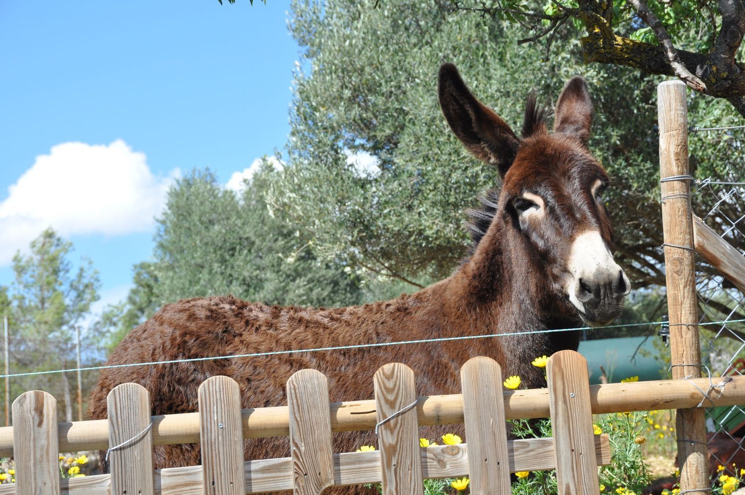 Casa rural en Son Roca - Son Ximelis - Son Anglada, Son Roca - Son Ximelis - Son Anglada - Foto 11