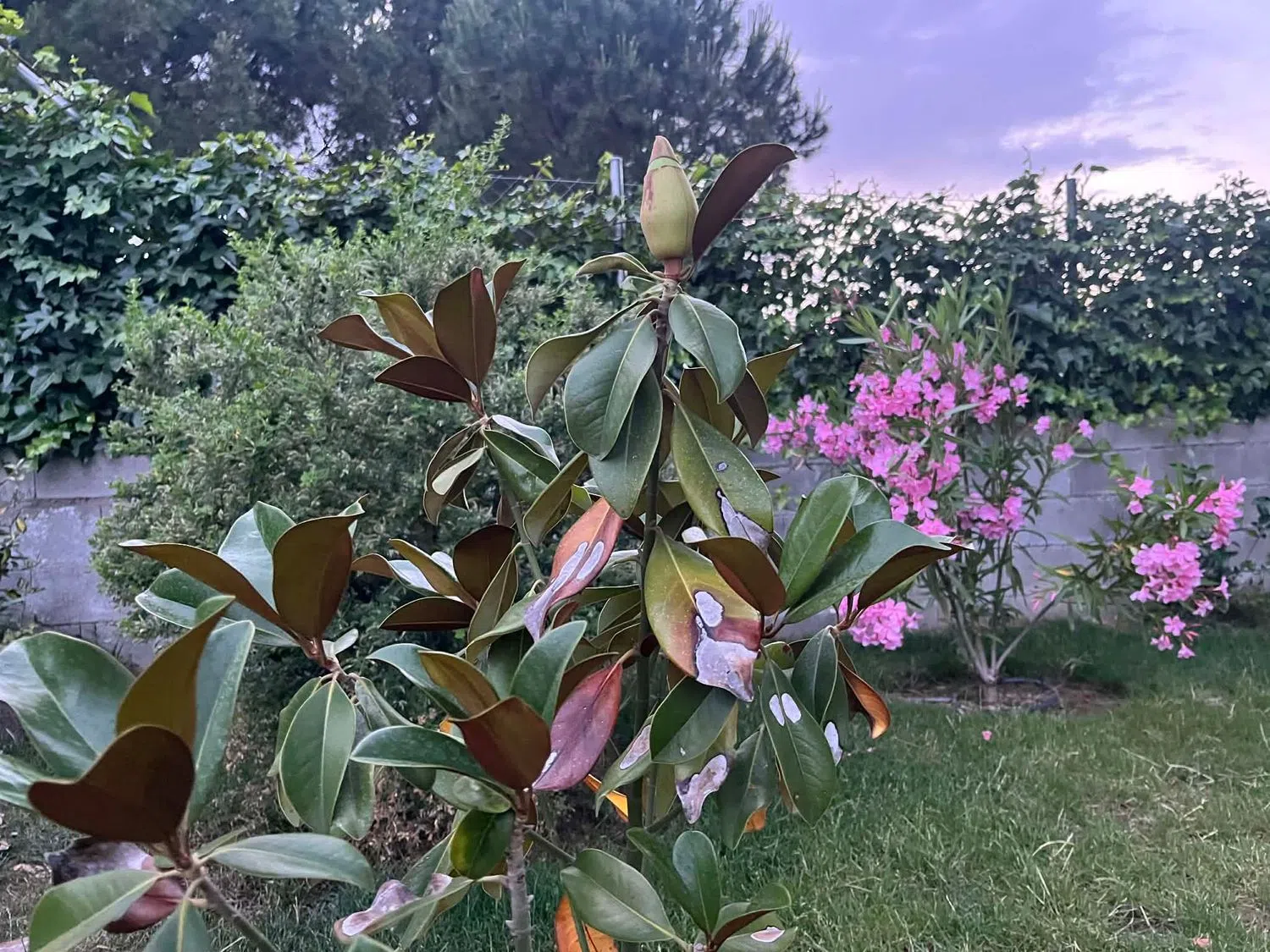 Casa independiente en Urb. bonanza Bonanza - Foto 34