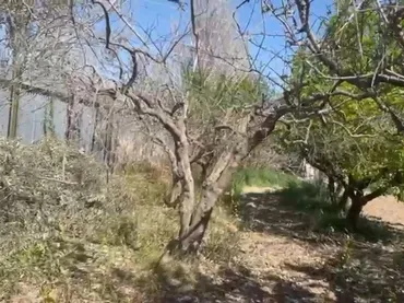 Finca rústica en  Calle de Alfocea 20 - Foto 4