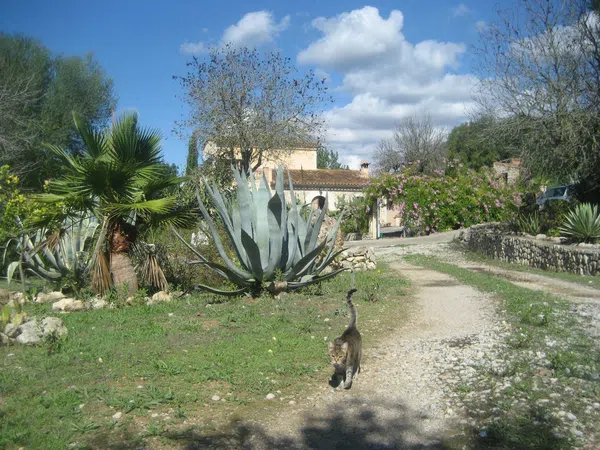 Finca rústica en Carretera Montuïri - Lloret s/n - Foto 13