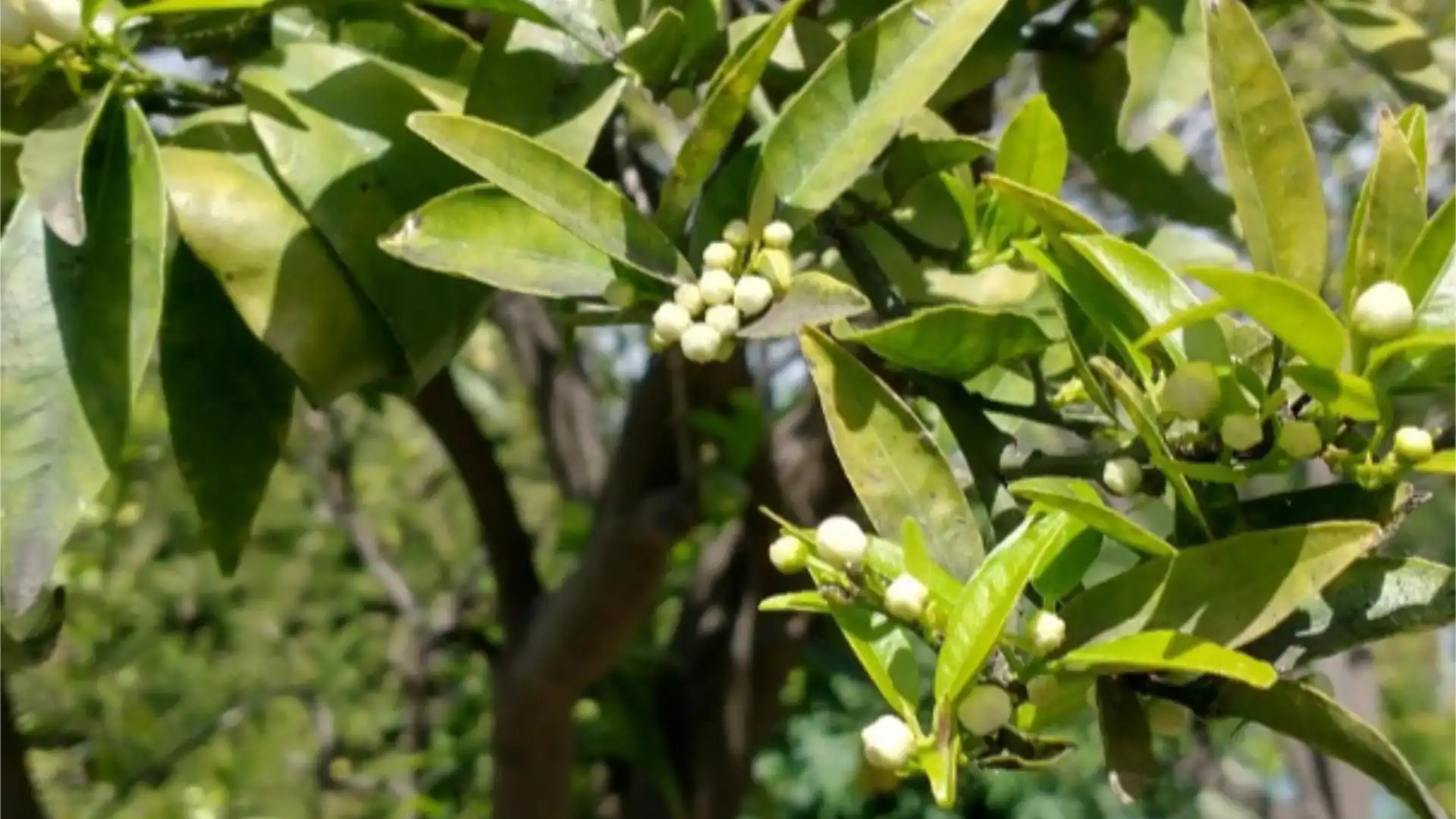 Chalet en  Calle las Buganvillas 27 - Foto 53