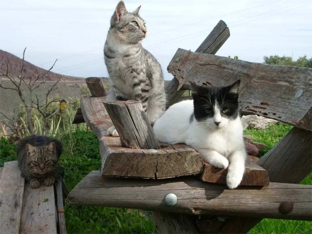 Finca rústica en calle Calle Espíritu Santo 15 - Foto 3