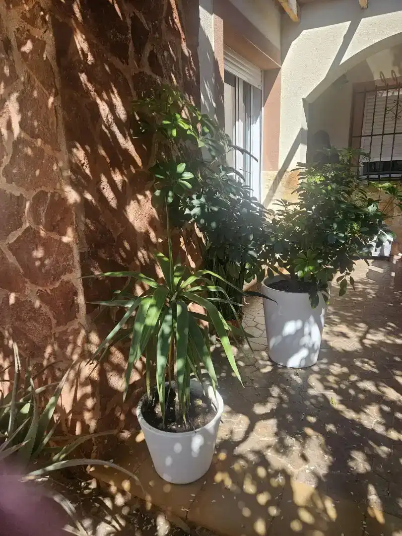 Planta baja en  Calle Castillete 59 - Foto 4