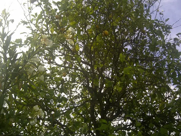 Casa independiente en camino de Melilla s/n - Foto 16