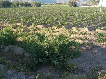 Finca rústica en  Carril de los Murcia 5 - Foto 19