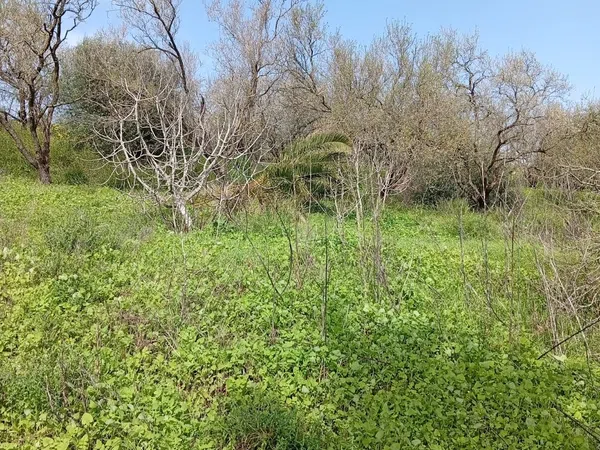 Finca rústica en camino Cañada del Fontanar s/n - Foto 6