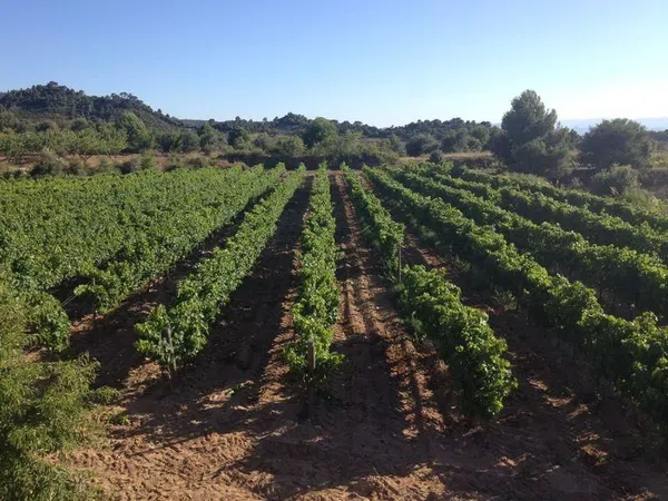 Finca rústica en Camino de Fontanals, 41 AntiguacarreteradeReus - Foto 5