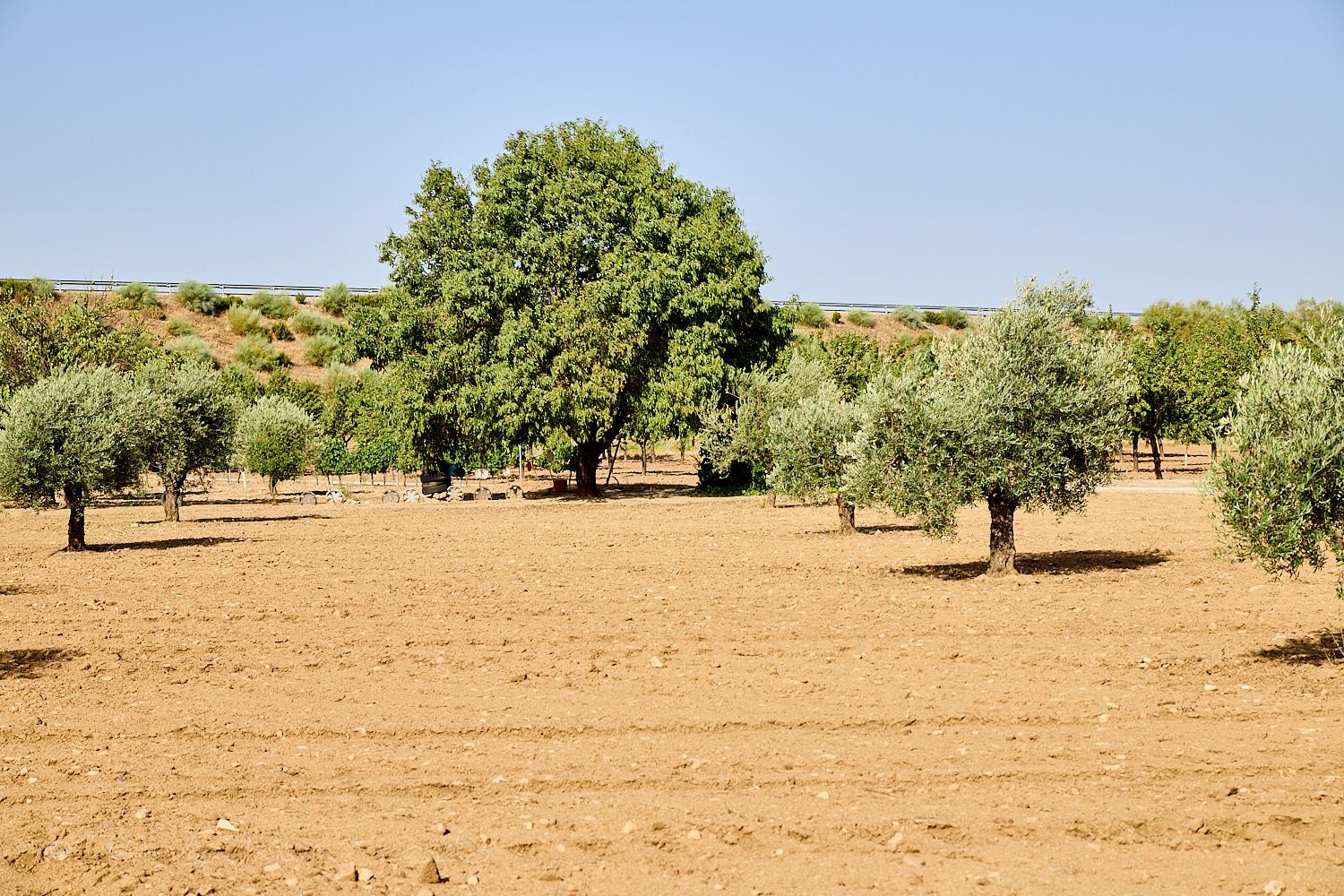 Finca rústica en Camino de la Mata s/n - Foto 11