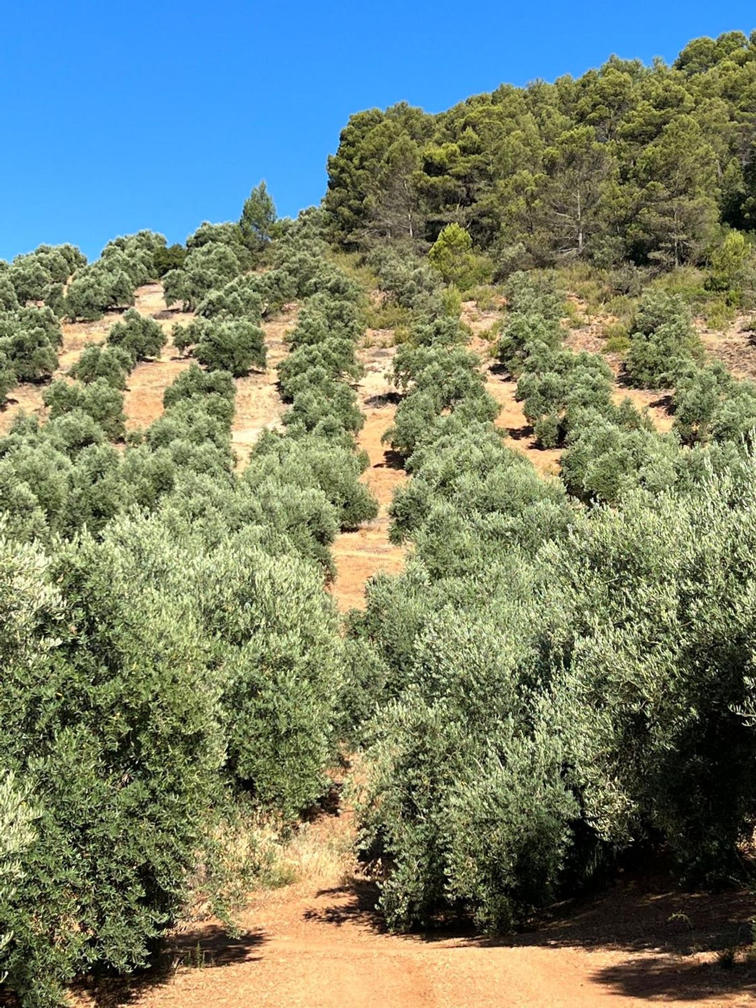 Cortijo en Carretera a Cortijos Nuevos s/n - Foto 18