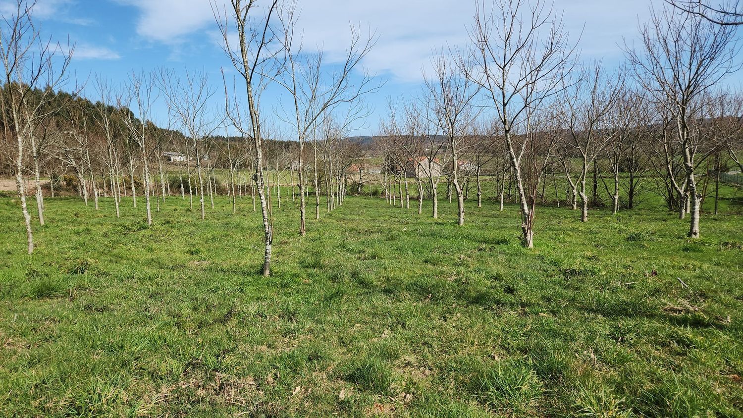 Finca rústica en Piolla s/n - Foto 4