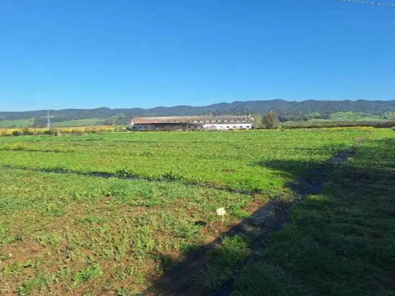 Finca rústica en  Carretera Palma del Río km 10 - Foto 5