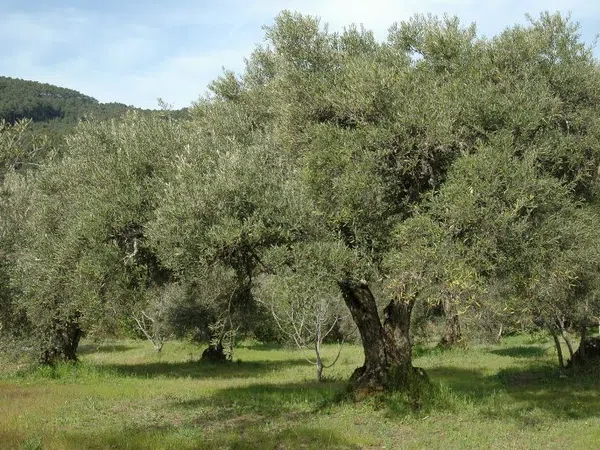 Finca rústica en Camino Piedra de los Berrocales, 11 -1 - Foto 4