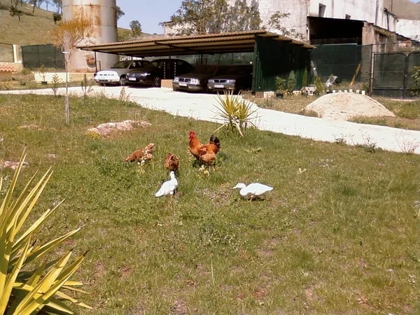 Casa independiente en avenida de la Constitución, 1 - Foto 5