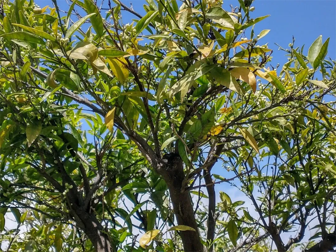 Chalet en  Calle las Buganvillas 27 - Foto 54