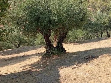 Finca rústica en  Calle de Antonio Machado 29 - Foto 15