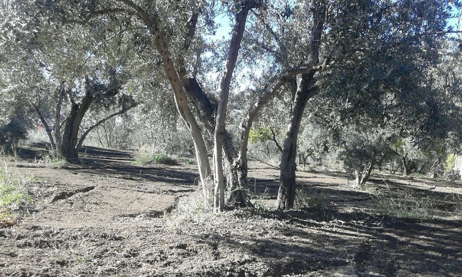 Finca rústica en Calle a, 1 - Foto 2