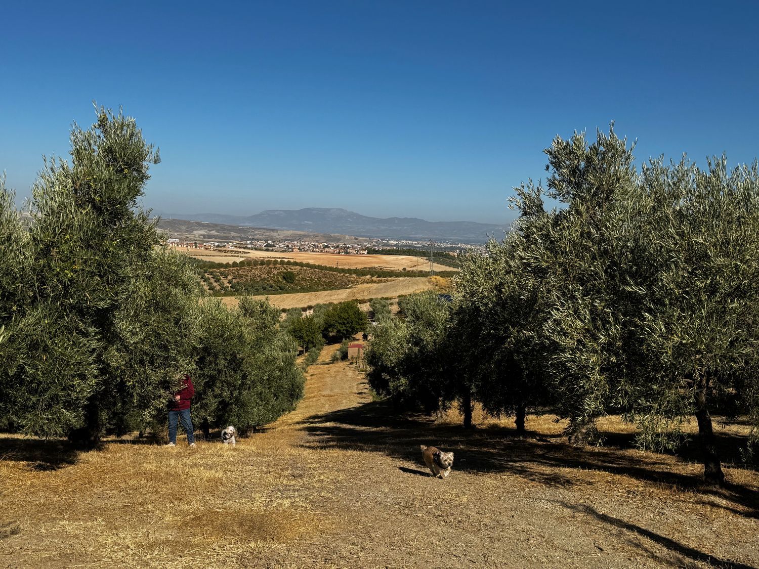 Finca rústica en Arroyo de la Calera 18152 s/n - Foto 11