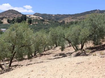 Finca rústica en  Poligono 164 464 - Foto 1