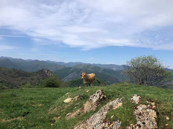 Finca rústica en Camino Camín Real de la Mesa a Bustariega, 3 - Foto 9