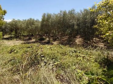 Finca rústica en  Carrer de Sant Pere 1 - Foto 18