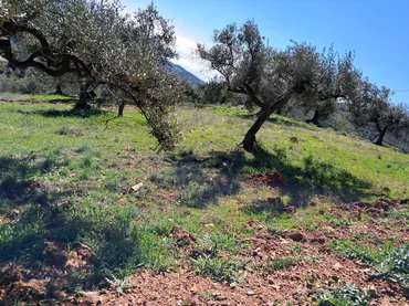 Finca rústica en  Diseminado el Cerval Pol 15 34B - Foto 18