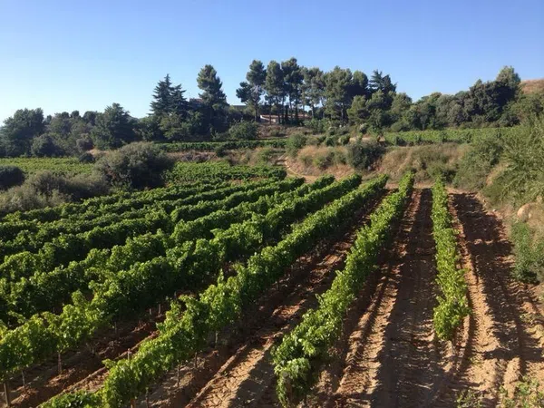 Finca rústica en Camino de Fontanals, 41 AntiguacarreteradeReus - Foto 4